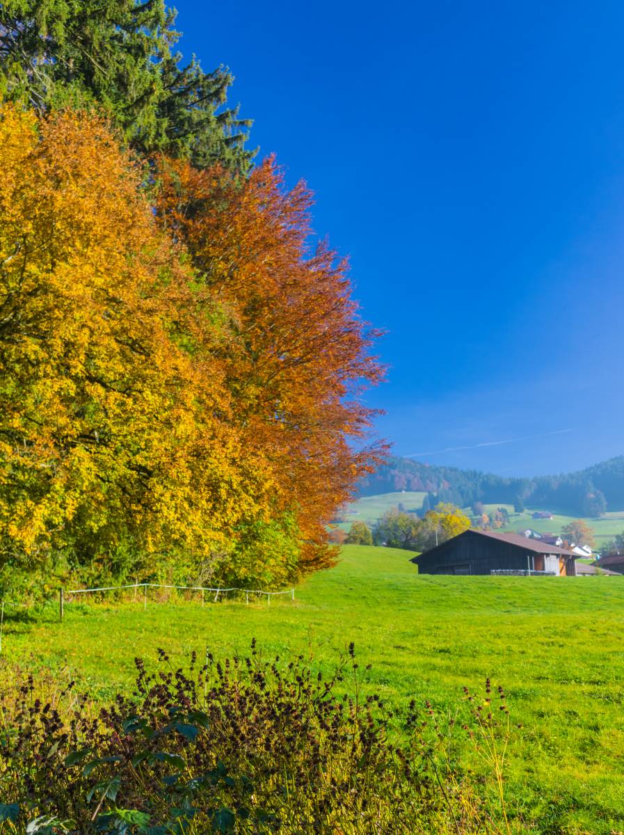 Waldstück bei Girenbad im Herbst