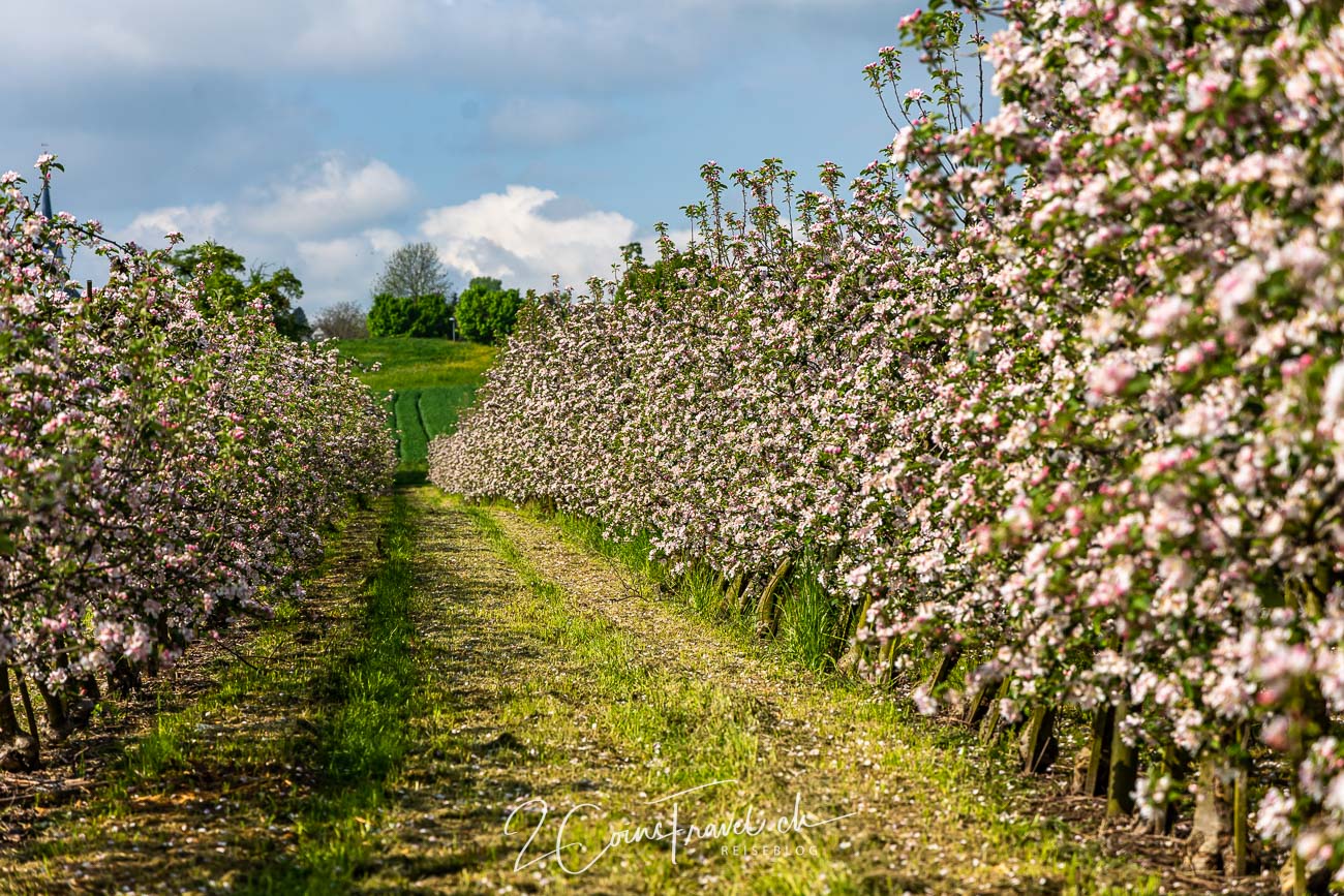 Apfelblüten Apfelweg Altnau