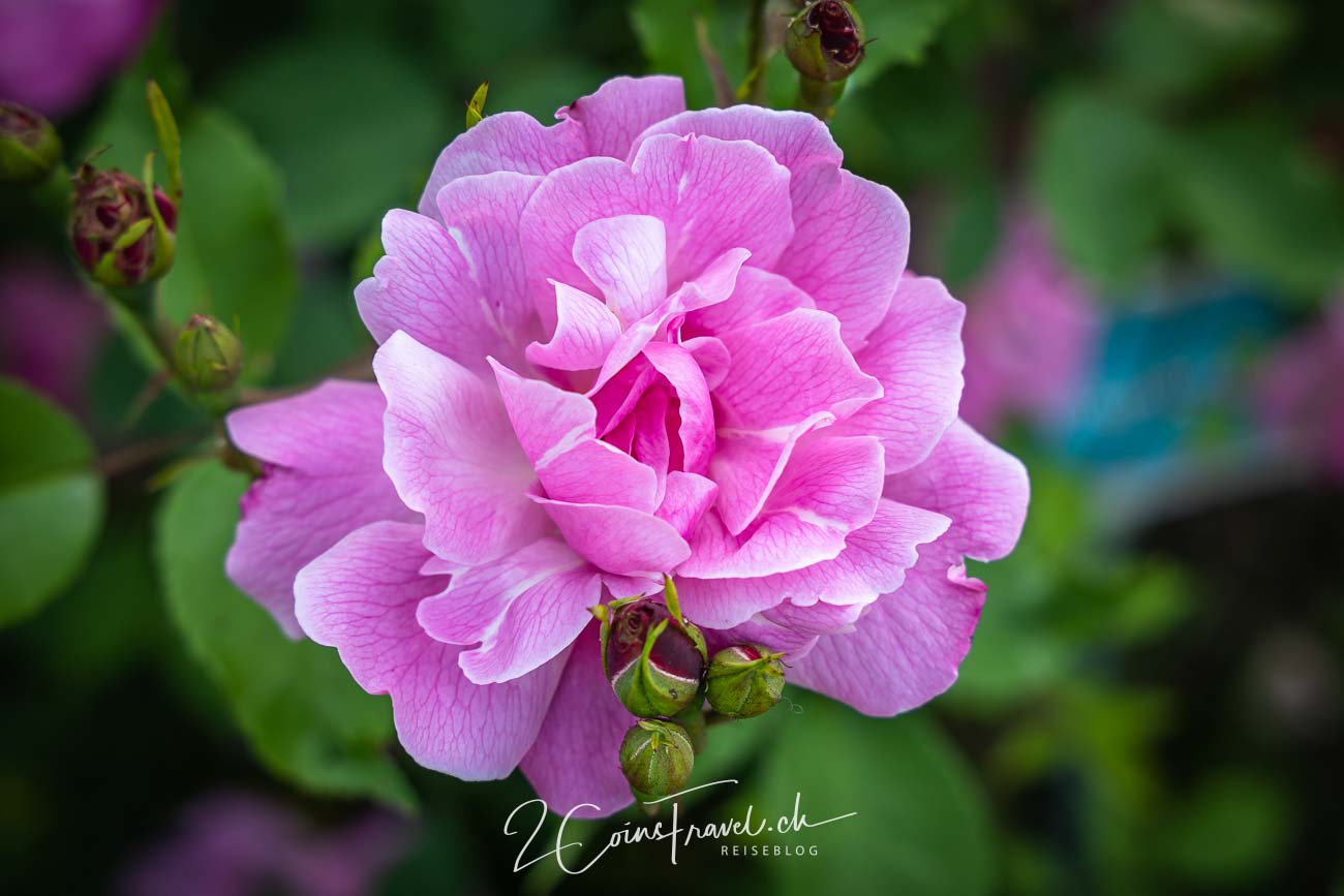 Rose im Rosengarten Bern